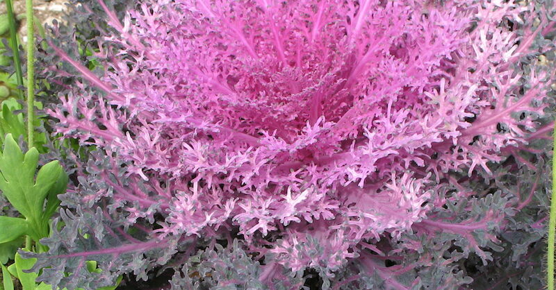 halleck_ornamental_kale_pinkan