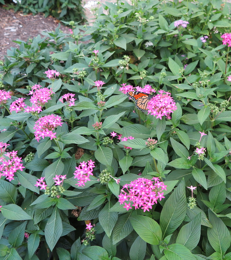 Halleck pentas lanceolata pink monarch