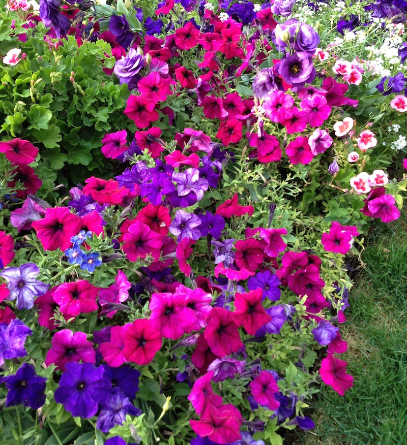 Halleck petunia x hybrida mixed colors bed