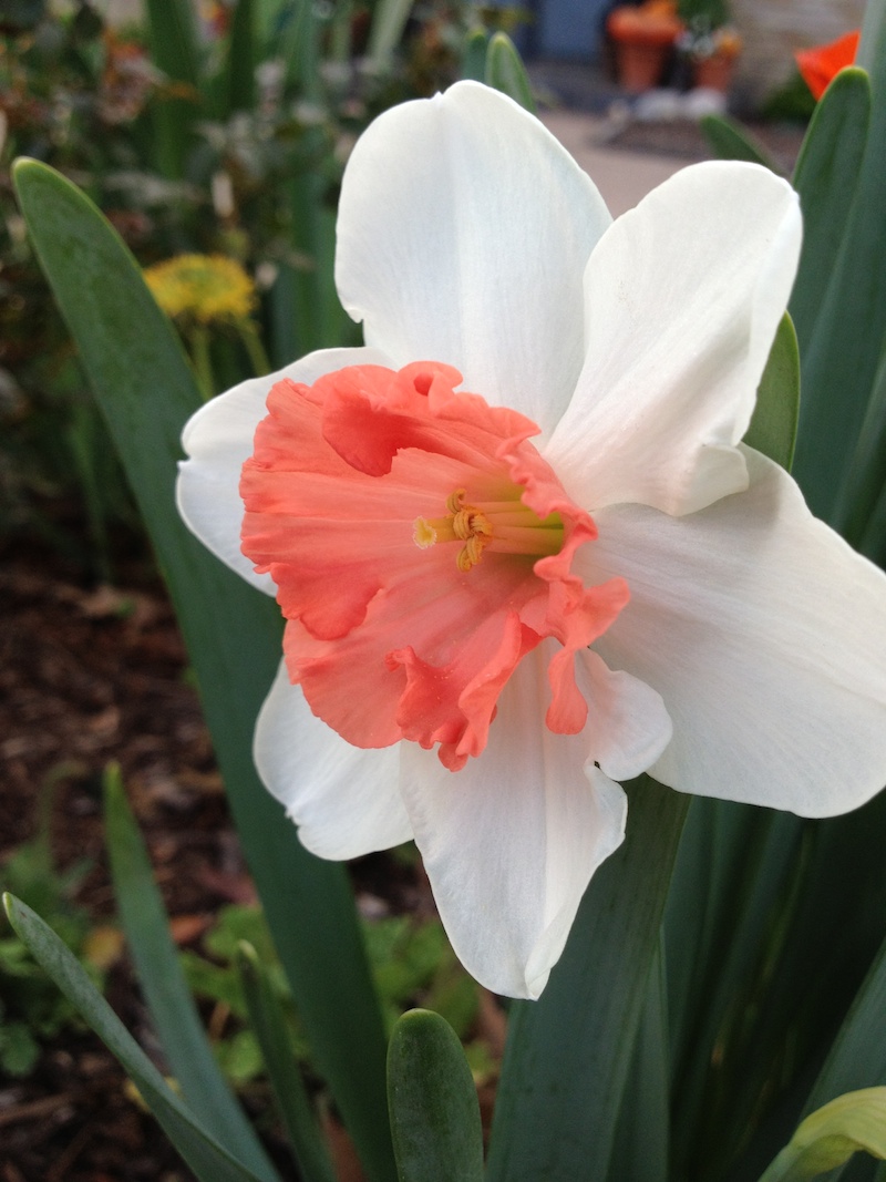 Halleck daffodil narcissus chromacolor