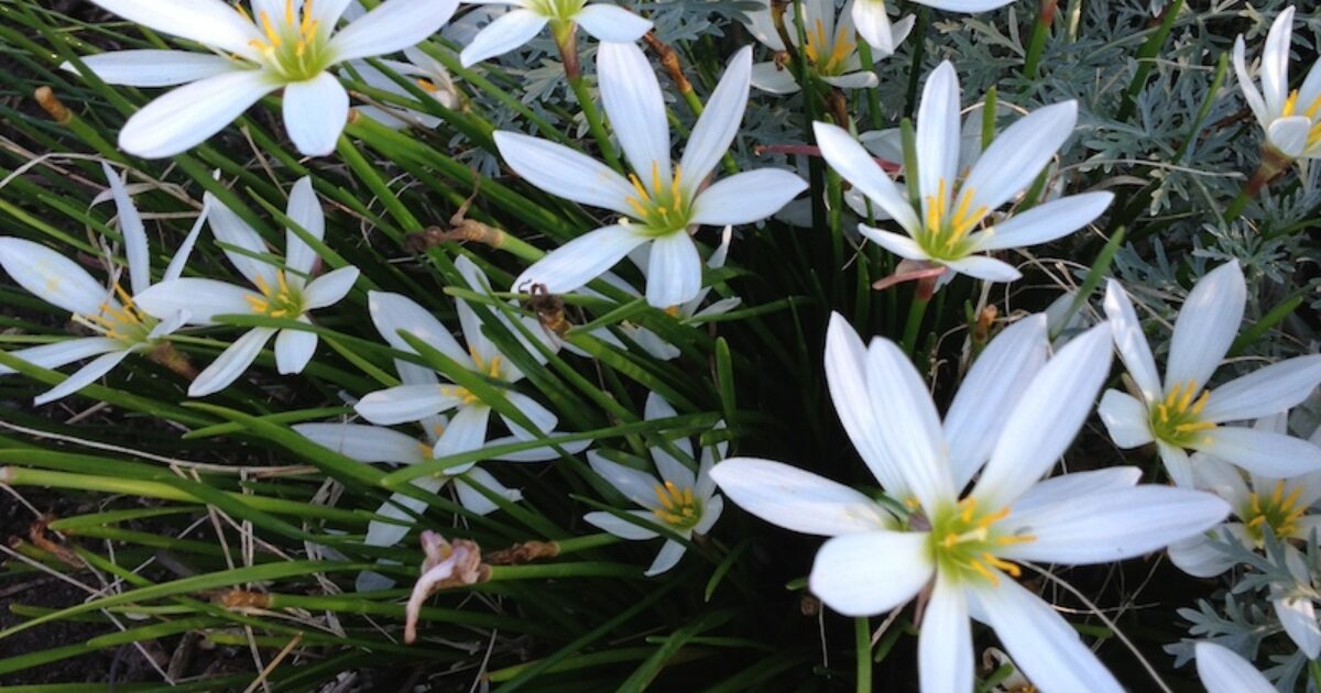 Halleck Horticultural | Garden Library - Rain Lily