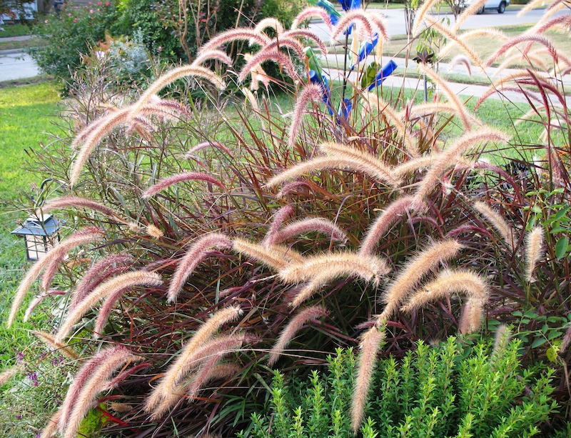 Fountain grass purplehalleck