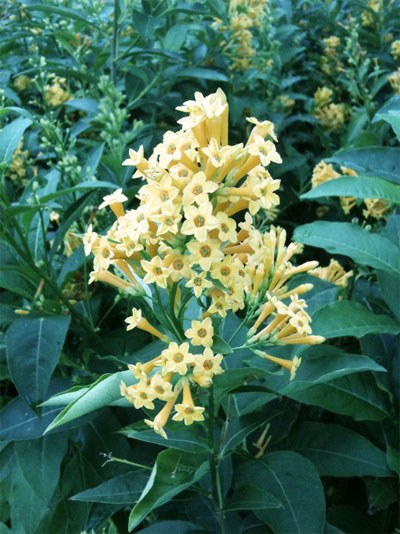 Cestrum