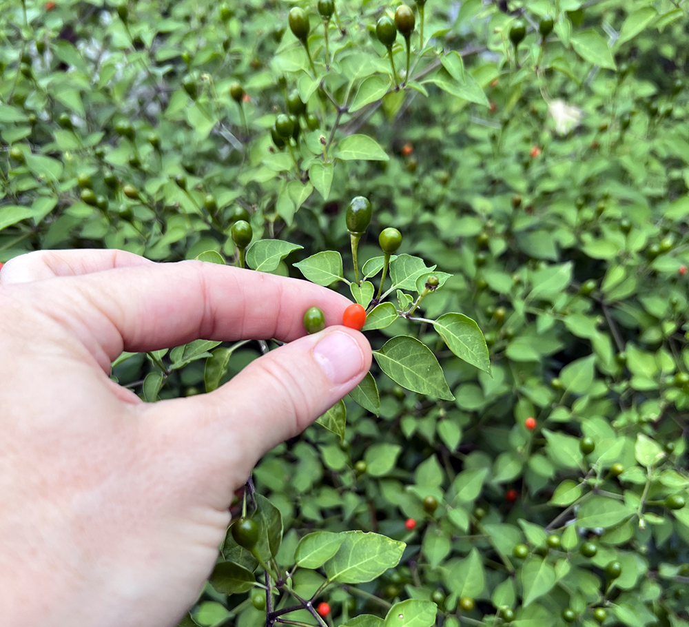 Chiltepin peppers in my garden