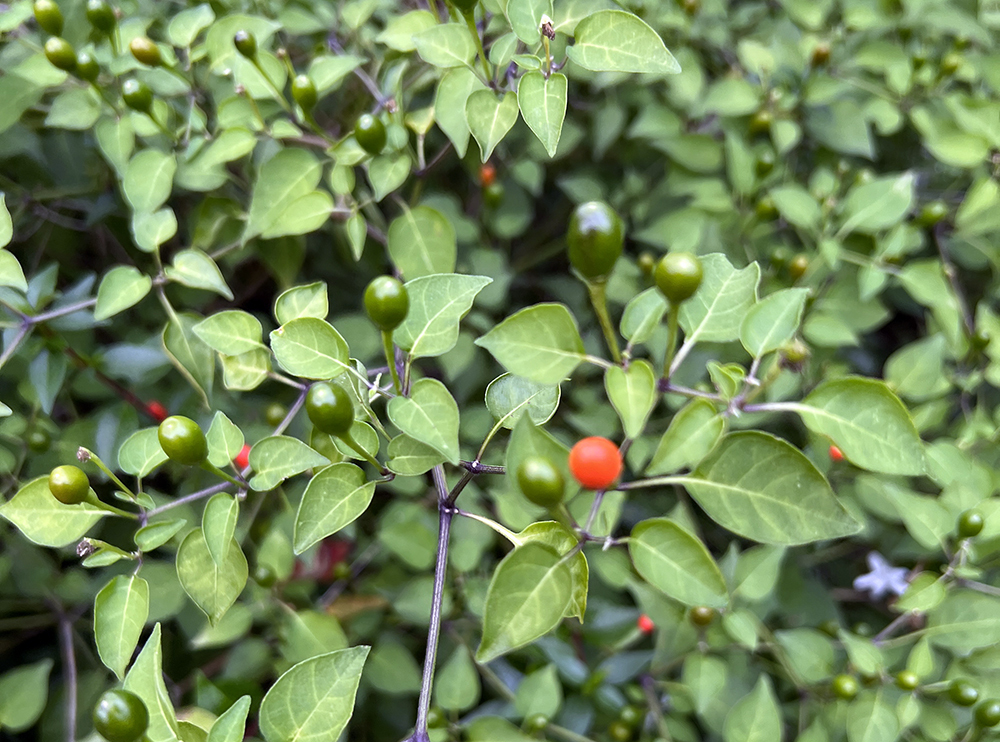 Chiltepin pepper fruit