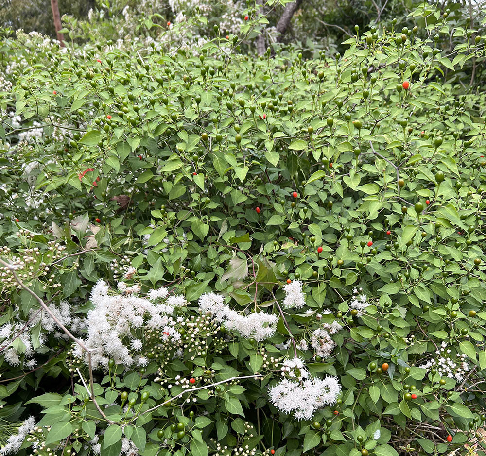 Chiltepin peppers make a lovely addition as an edible ornamental in any garden. Here it comingles with an adjacent Eupatorium wrightii, white mist flower or bonset, a Texas native fall bloomer.