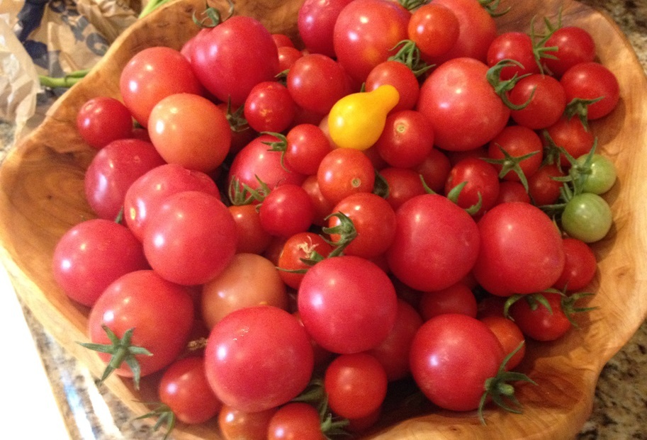 Cherry tomato harvest