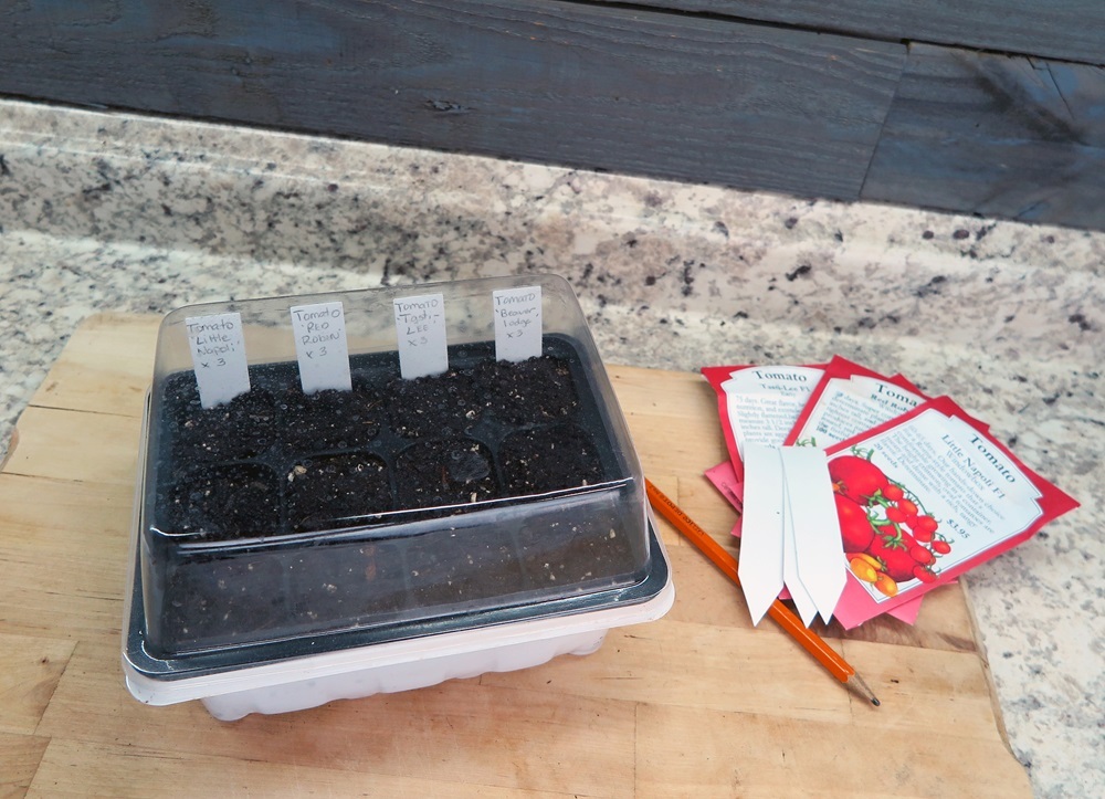 Starting tomato seeds in a plug tray with humidity dome