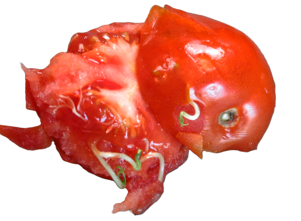 Vivipary in a tomato fruit