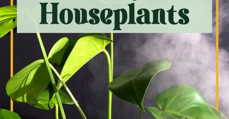 Halleck Horticultural | Plantgeek Chic - Humidity And Houseplants,