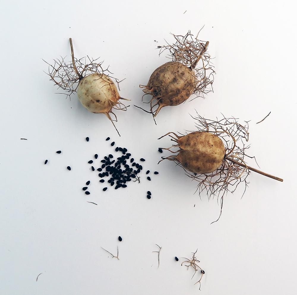 Love-in-a-mist produces masses of papery ballon shaped seed heads full of dry edible pitch-black seeds.