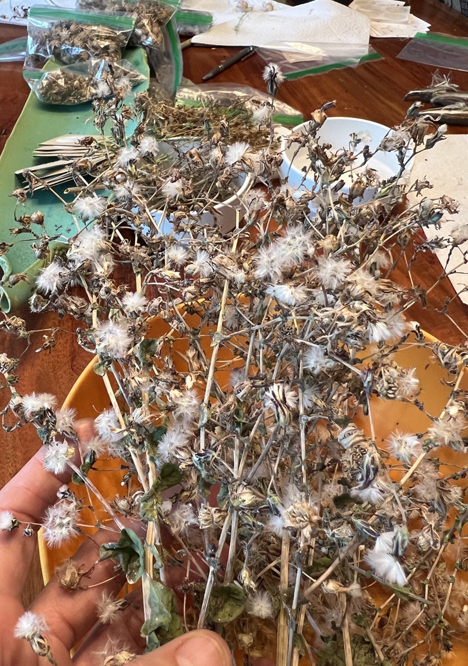 This is what mature dried lettuce seed looks like on the plant! Just pull the "fuzzy" stuff out and the small dried seeds are attached.