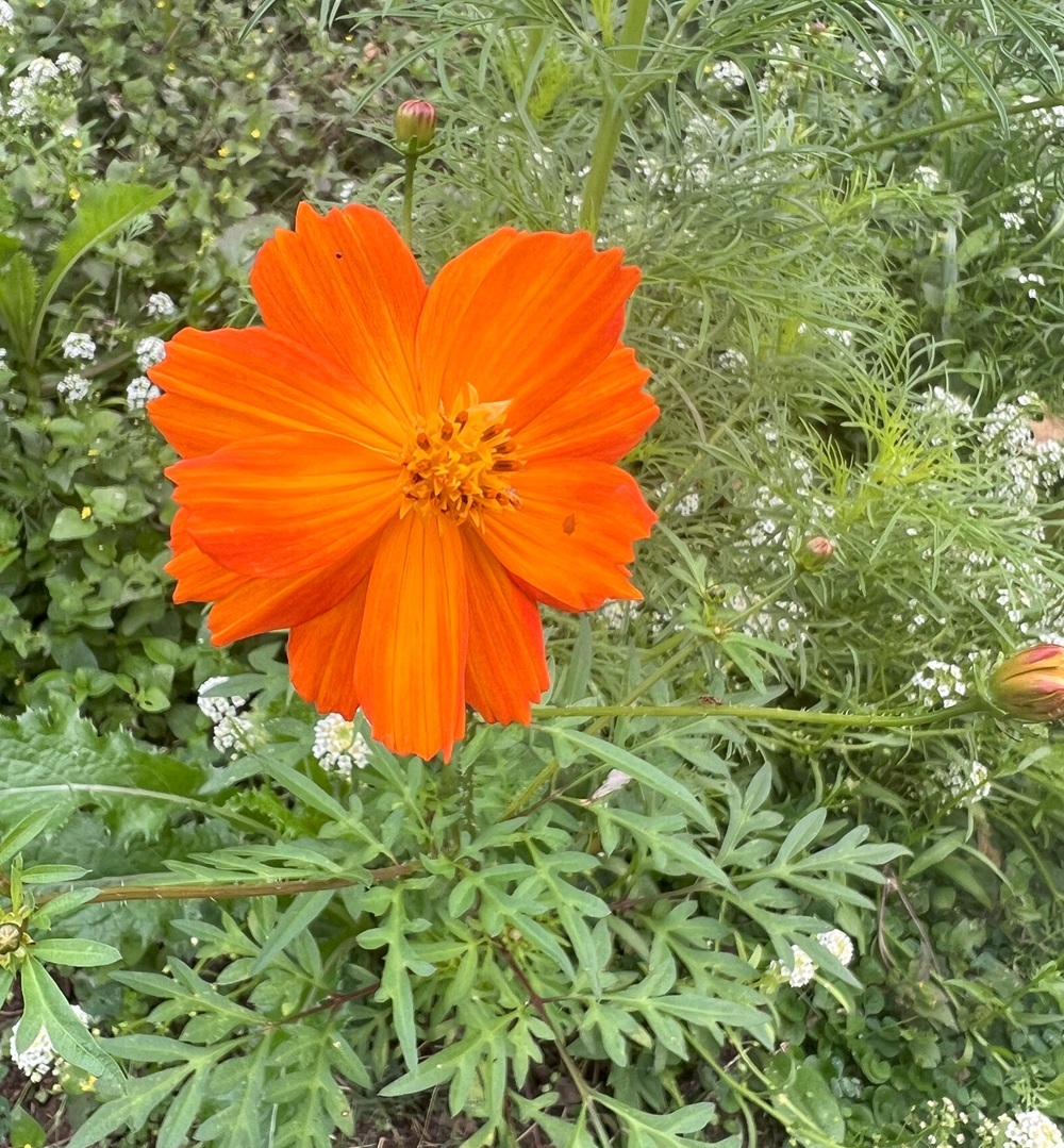 Sulphur, or orange, cosmos is an excellent annual flower to direct seed. In my Texas garden, I can typically keep a succession of cosmos plants blooming from spring and into December if we don't have a hard freeze before then.