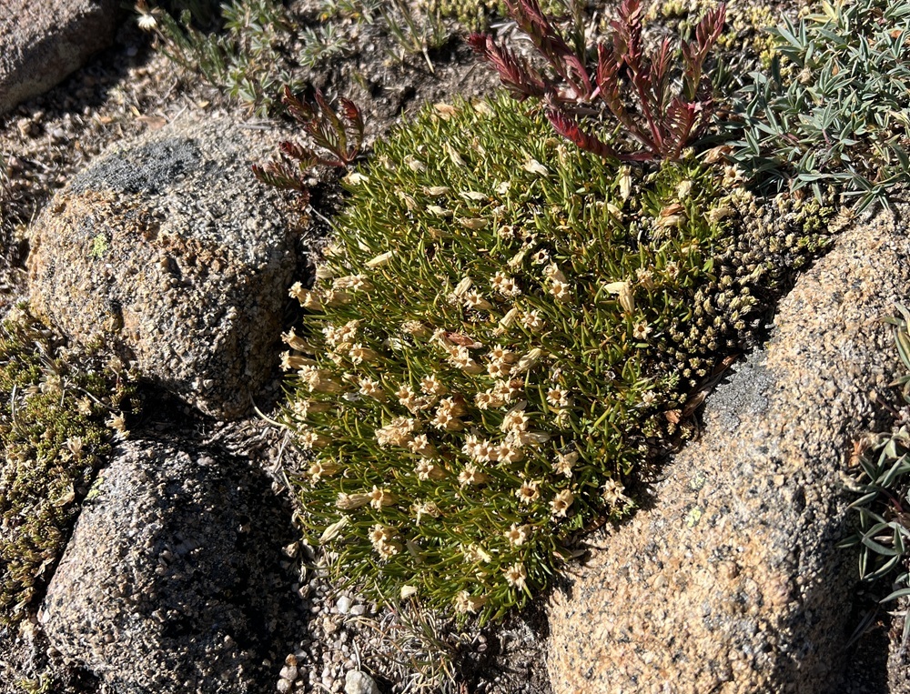 Moss Campion (pink flowers that have dried)