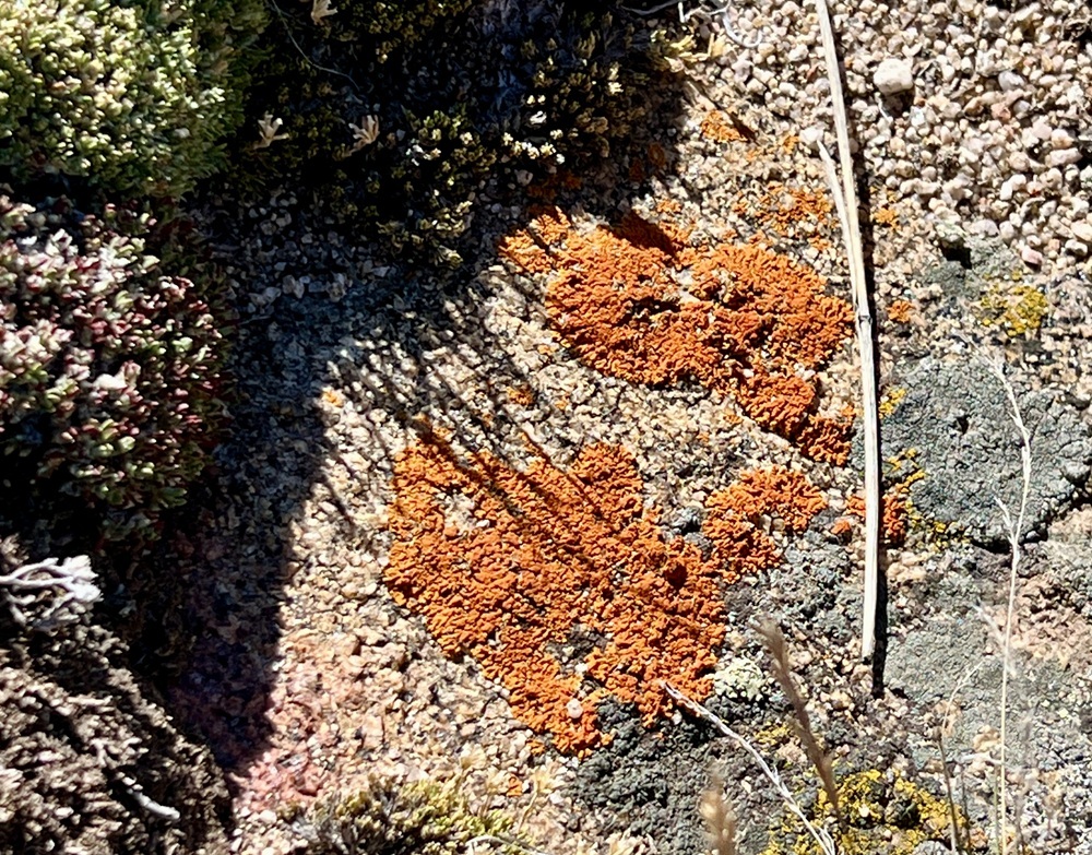 Elegant Sunburst Lichen