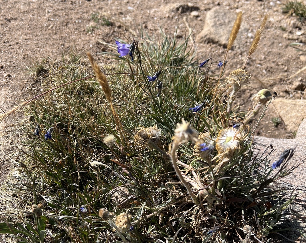 Campanula uniflora