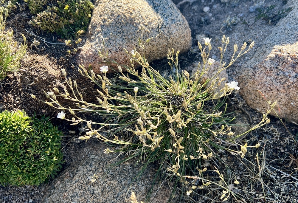 Fendler's Sandwort