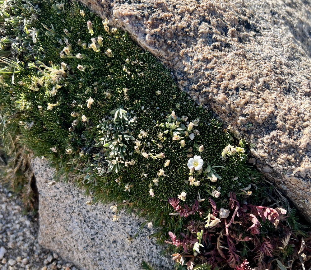Alpine Sandwort (white flowers)
