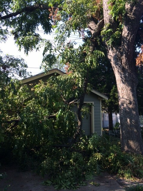 A large pecan tree branch fell suddenly over this driveway