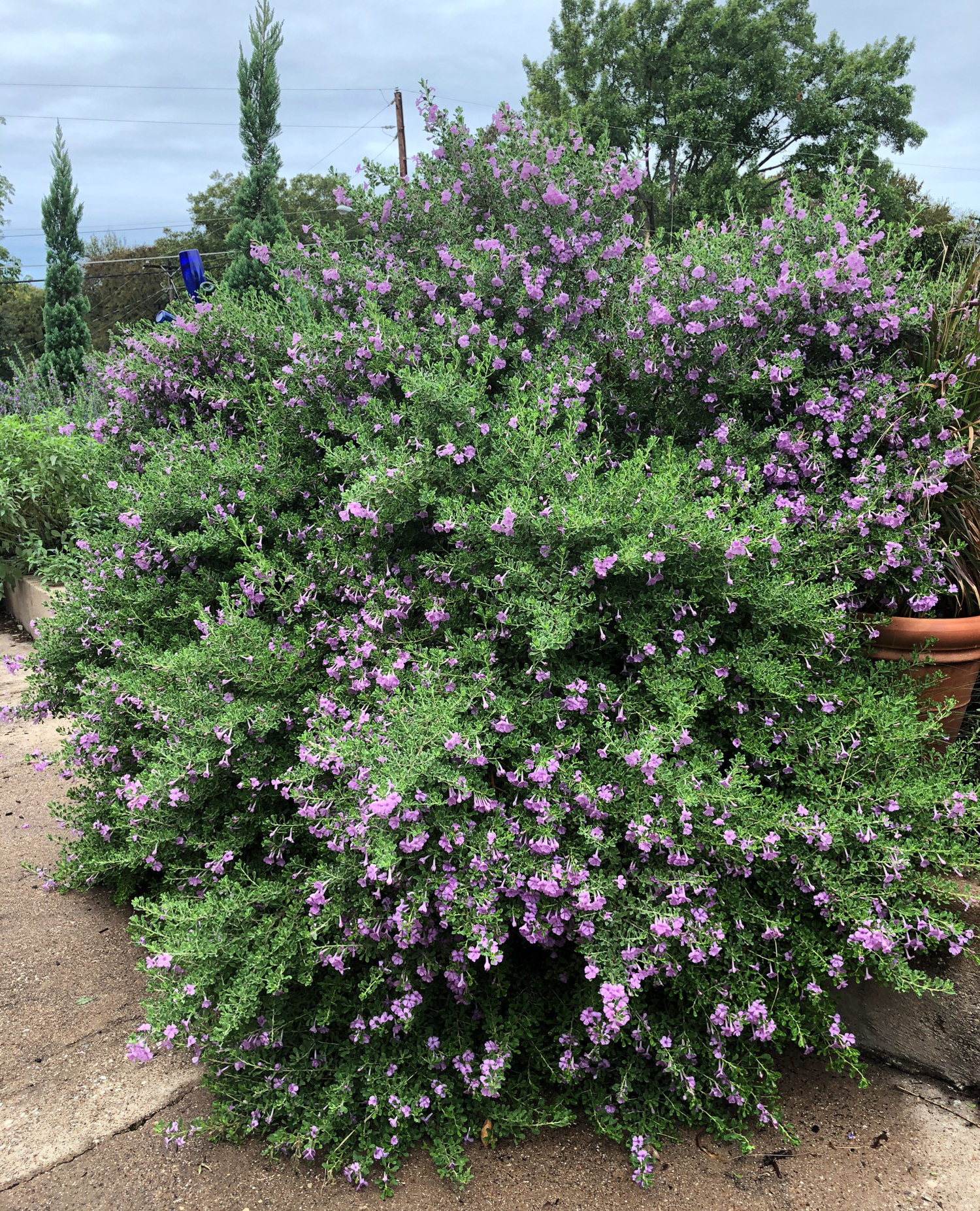 La salvia de Texas leucophyllum langmaniae lynns legacy