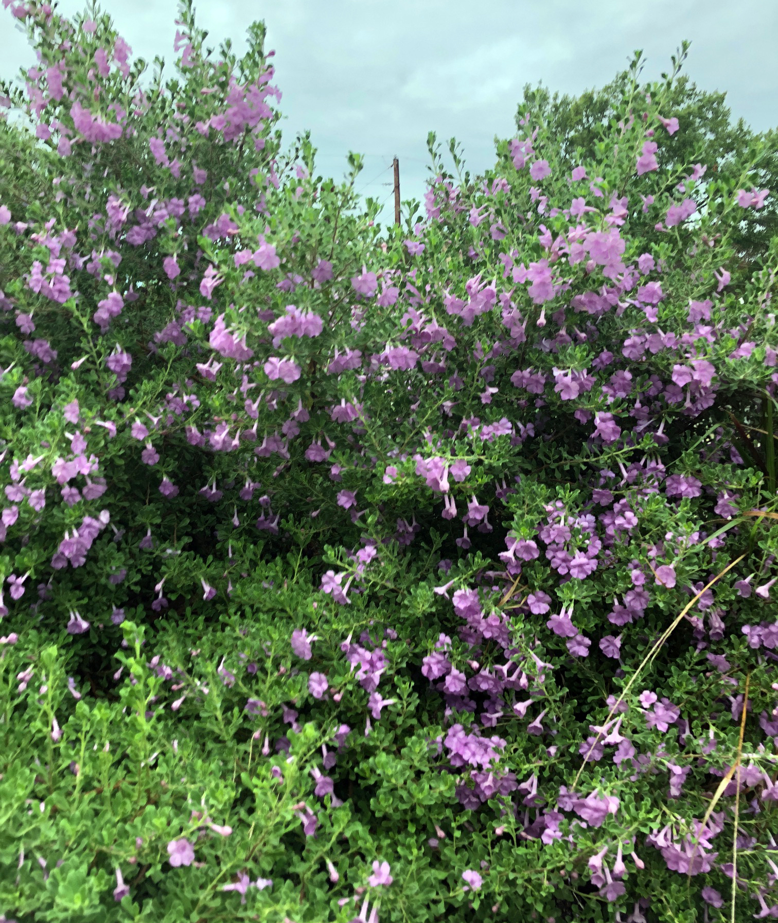 Salvia del Texas leucophyllum langmaniae lynns legacy flowers