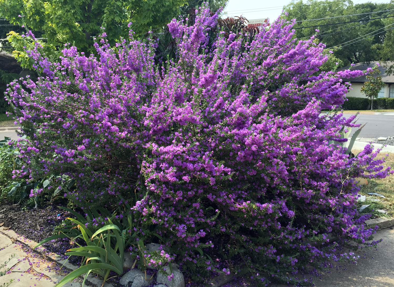 Leucophyllum frutescens 'Rain Cloud