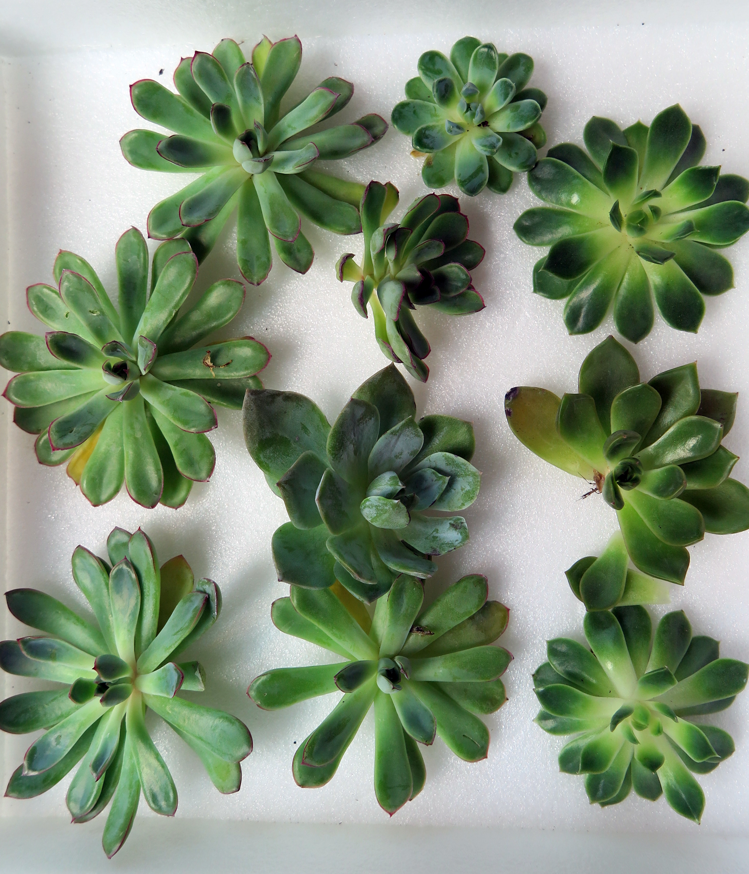 Succulent cuttings