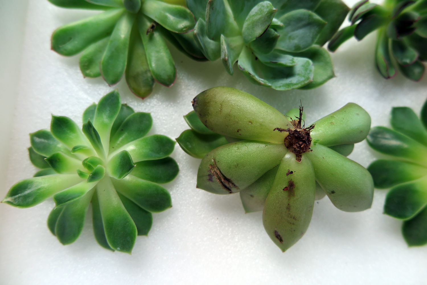 Succulent cuttings back