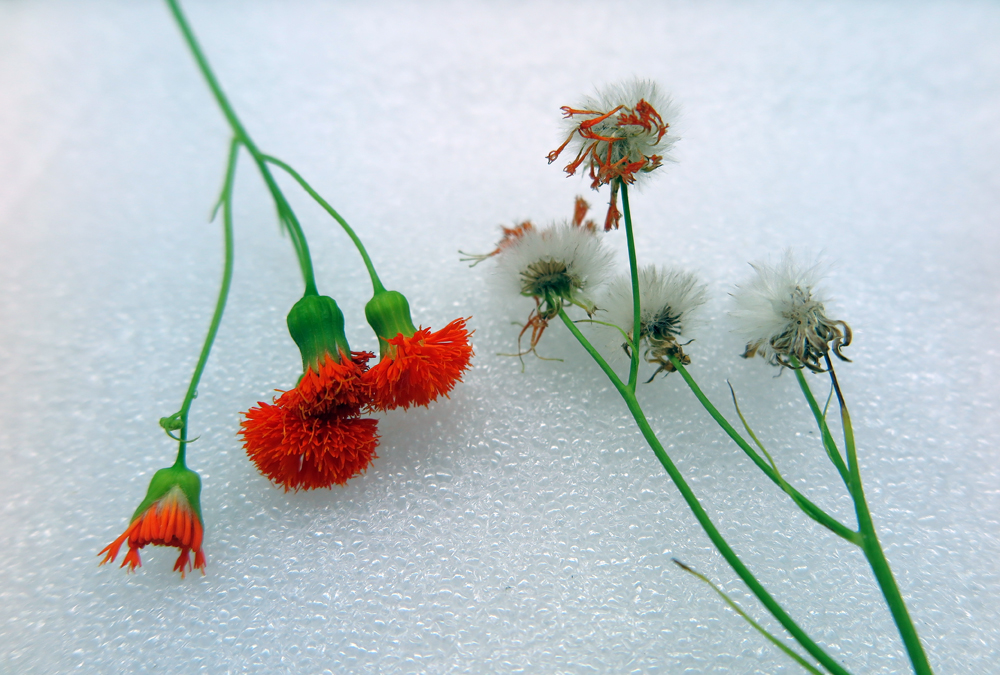 Tassel flower seeds sm