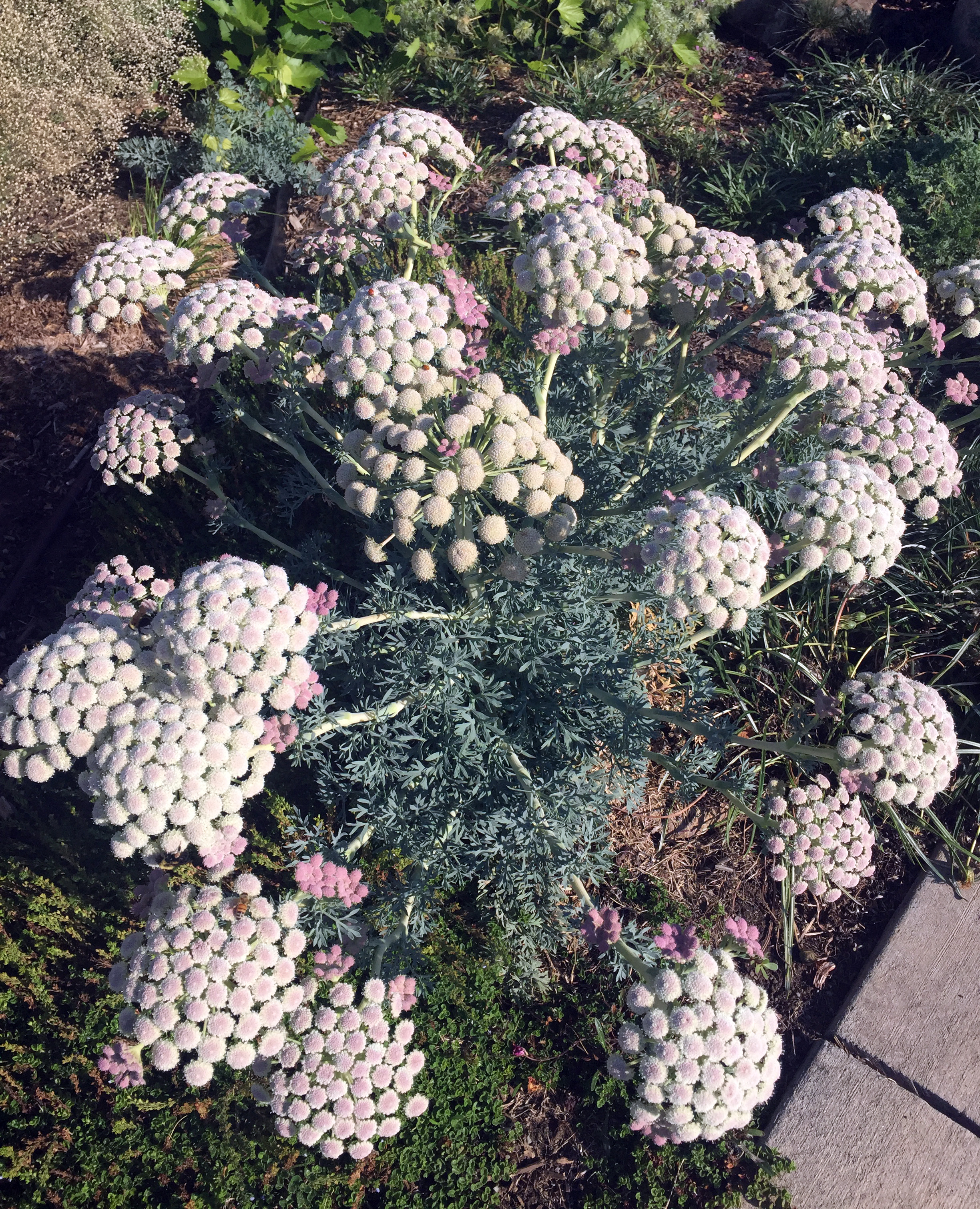 Seseli gummiferum buds