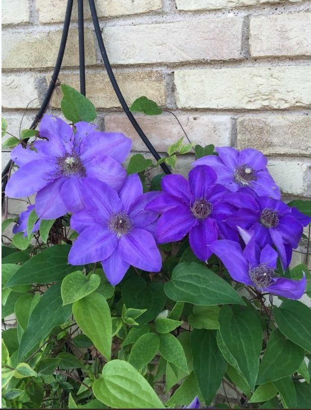 Clematis 'Ramona'