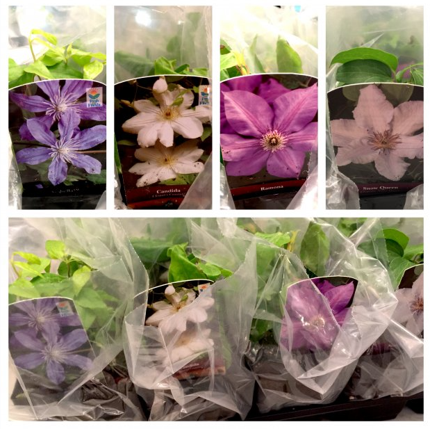 Clematis order