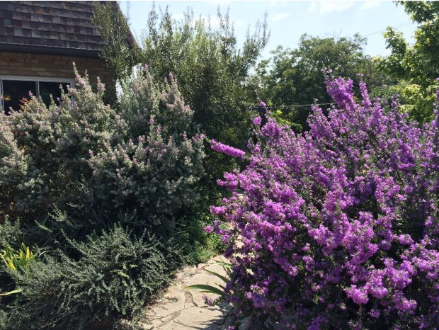 Different cultivars of Texas Sage side by side in my garden