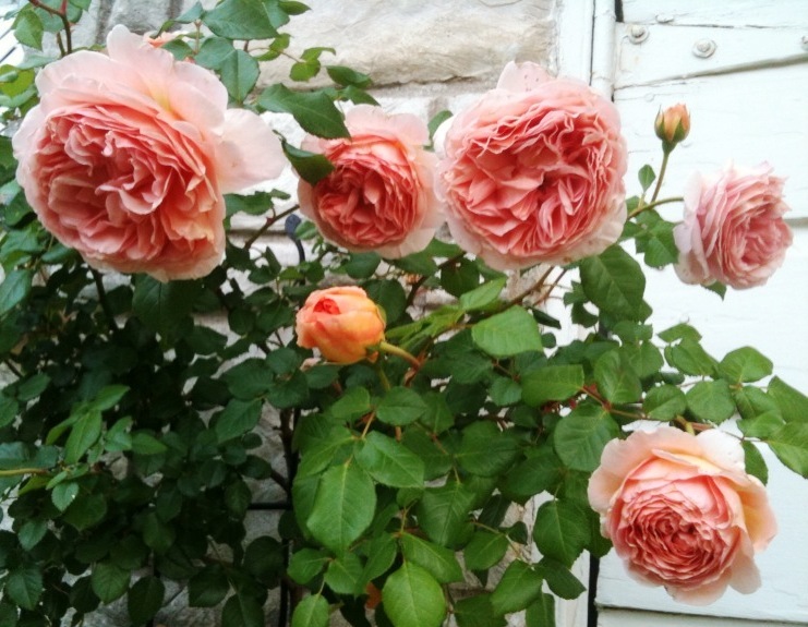 Rose 'Abraham Darby'