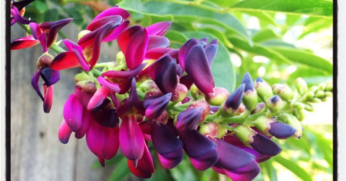 Halleck Horticultural | Plantgeek Chic - Evergreen Wisteria