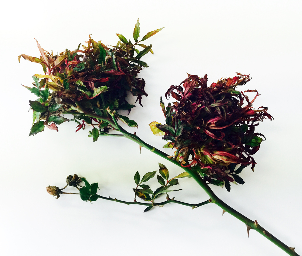 Rose Rosette Disease "witches broom"