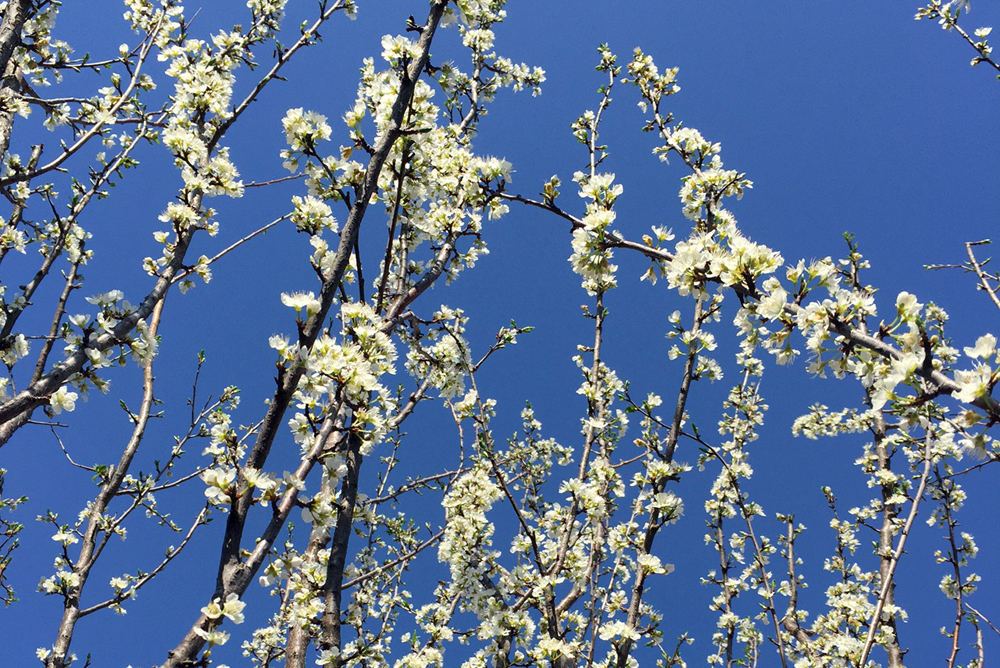 Plums in bloom