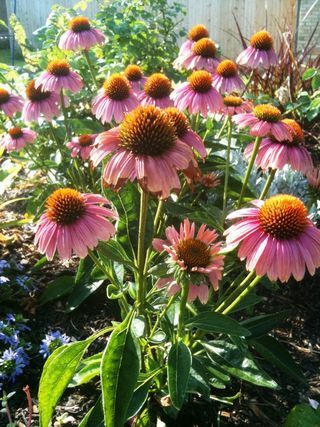 Echinacea 'Mama Mia'