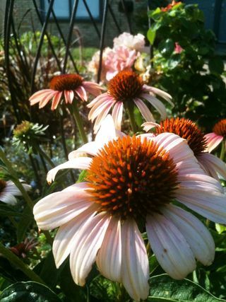 Echinacea 'Summer Sky'