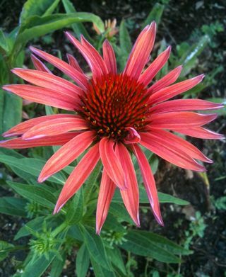 Echinacea 'Summer Sun'