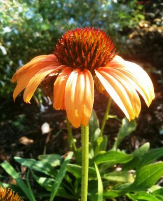 Echinacea 'Tangerine Dream'