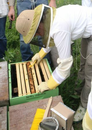 Leslie inspecting her beehive brood box