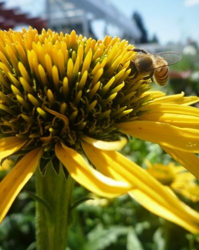 Echinacea 'Mac N' Cheese'