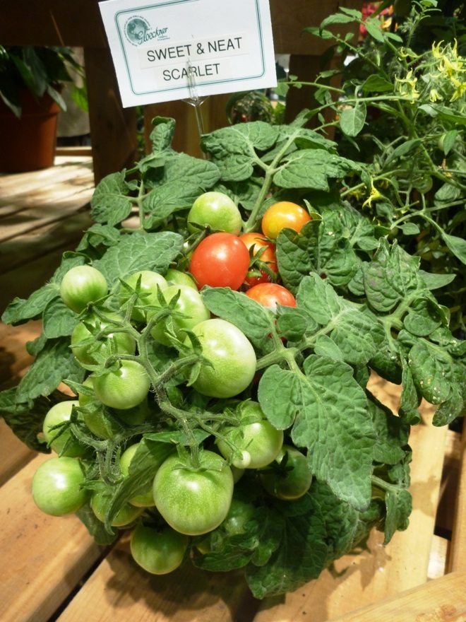 ﻿Tomato 'Sweet & Neat Scarlet'