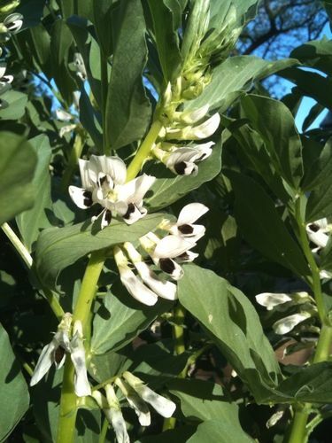 Favas blooming in my garden