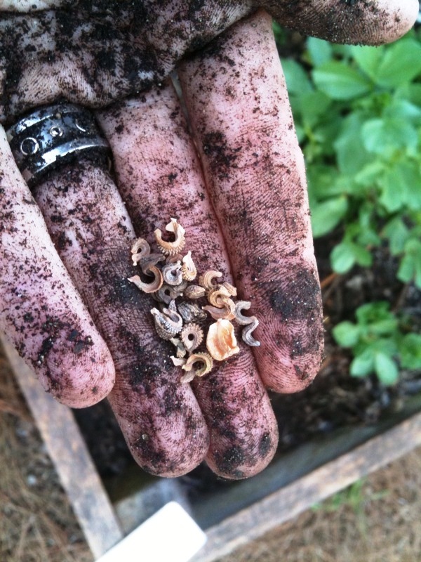 Calendula Seed