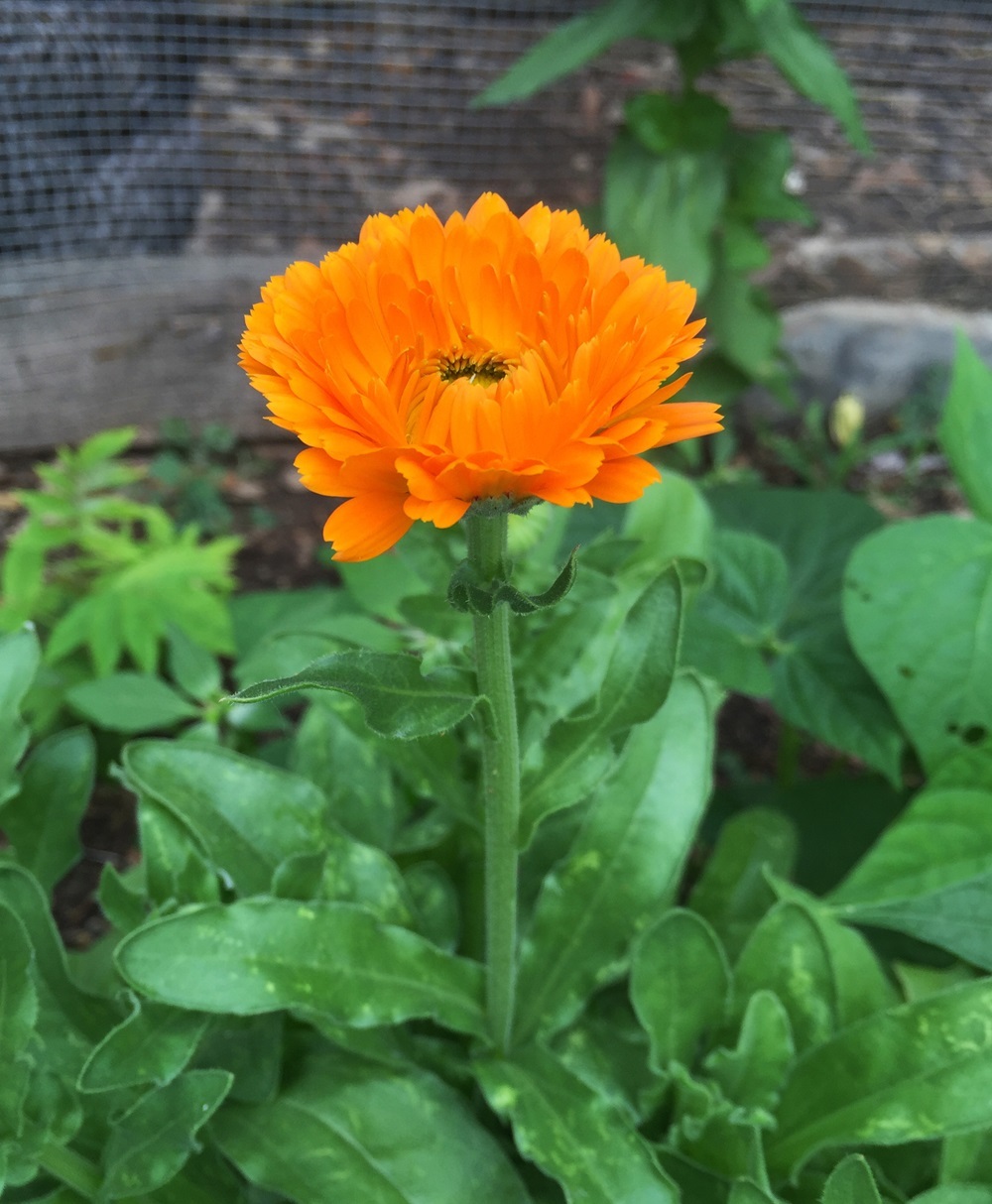 Calendula officialis