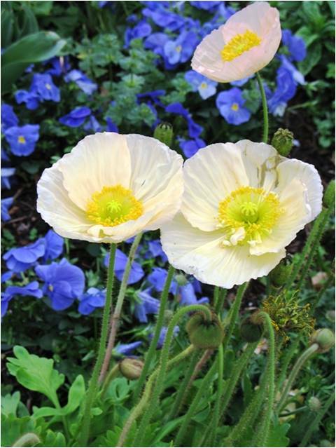 Iceland poppies and pansies