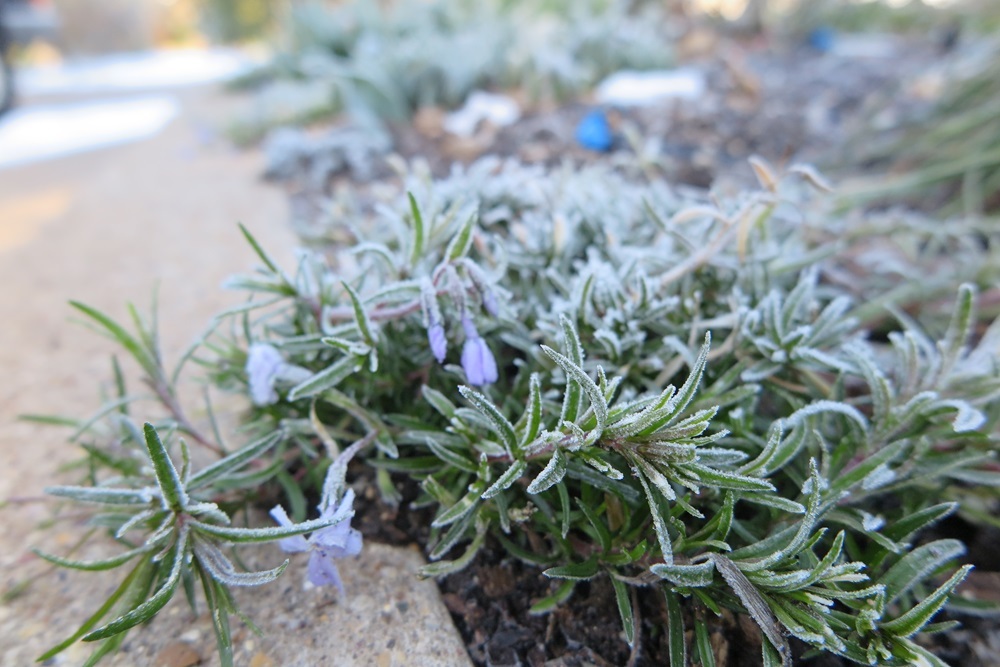 While many perennials, such as this rosemary, can handle light frosts, a severe drop in temperature or a very hard freeze can kill them