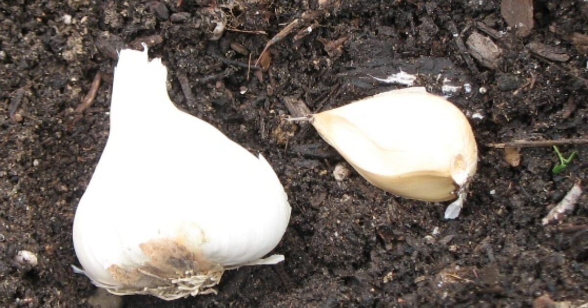 Halleck Horticultural | Plantgeek Chic - October is Garlic Planting